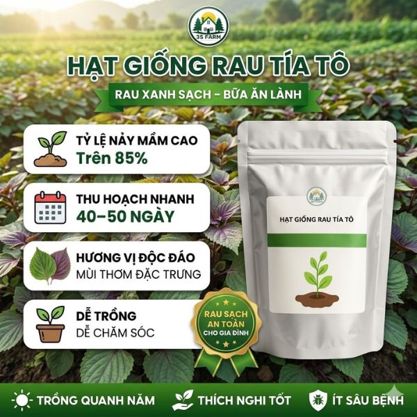 Hạt giống tía tô