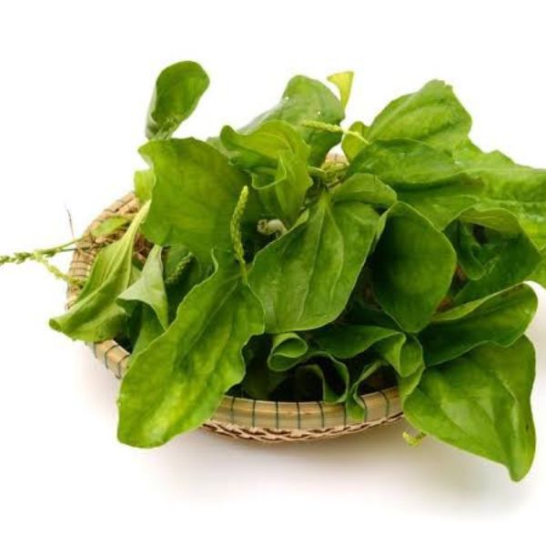Hạt Giống Rau Mã Đề – Tỷ Lệ Nảy Mầm Cao, Dễ Trồng Tại Nhà