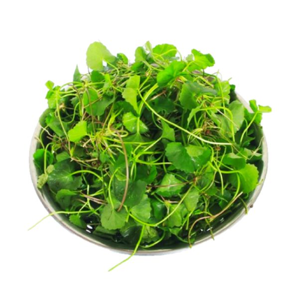 Hạt Giống Rau Má – Tỷ Lệ Nảy Mầm Cao, Dễ Trồng Tại Nhà