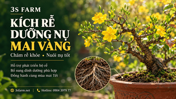 Cách Kích Nụ Mai Vàng Đúng Thời Điểm, Đúng Kỹ Thuật